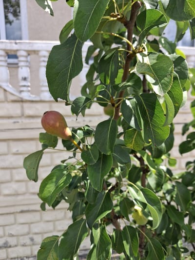 The image shows a close-up of a young pear tree with green leaves and a single developing pear. The pear is small, with a reddish-green hue, and hangs from a thin stem. The tree branches are thin and brown, with some areas showing sunlight filtering through the leaves. In the background, a pale brick wall is visible, and a white decorative fence with balusters can be seen to the left. The overall setting appears to be an outdoor urban environment, possibly a garden or yard in the city of Krolevets, Ukraine.