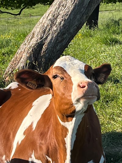 This image, taken in Reckange-sur-Mess, Luxembourg, captures a brown and white cow resting peacefully in a sunny, verdant pasture. The cow, displaying prominent white patches on its face, neck, and body against a rich brown coat, is lying on the green grass. Its head is raised, and it appears to be observing its surroundings with a calm and content expression.
A large, weathered tree trunk diagonally crosses the lower-left portion of the frame, positioned close to the cow. The bright sunlight suggests it is midday or early afternoon, illuminating the scene and highlighting the texture of the cow's fur and the tree bark. Small yellow flowers are scattered sparsely in the grass, adding to the pastoral setting.
Each of the cow's ears features an identification tag. The number "0755" is clearly visible on both the left and right ear tags. The overall scene depicts a serene moment in a rural landscape, characteristic of the Luxembourg countryside. No other animals or people are visible in the frame.
