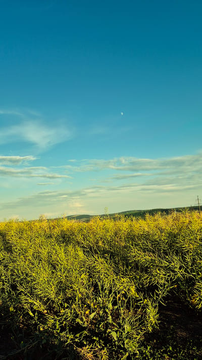 This is a vertically oriented, wide-angle shot of a rural landscape in Piatra Albă, Moldova, bathed in the warm light of what appears to be late afternoon or early evening. The scene is divided into two primary zones: the sky and the land.
The sky dominates the left side of the image, a vast expanse of clear, bright blue. Scattered wisps of thin, elongated clouds streak across it, suggesting a gentle breeze. High up in the sky, a small, pale moon is visible, a subtle detail against the blue canvas.
The right side of the image is filled with a dense, vibrant field of tall, thin green plants, possibly a crop like rapeseed or mustard, with small yellow flowers interspersed throughout. The plants are lush and extend from the foreground into the mid-ground, creating a textured wall of green and yellow. The soil beneath the plants is dark and visible in patches, indicating the cultivated nature of the land. In the far distance, a faint, hazy line suggests rolling hills or a distant treeline. A lone, thin power line tower is visible on the horizon, a man-made element in the otherwise natural setting.
The overall impression is one of tranquility and natural beauty, with the sun casting long shadows and highlighting the vibrant colors of the vegetation. There is no discernible activity or event taking place; the image captures a serene moment in time within a rural environment. No text is visible in the image.