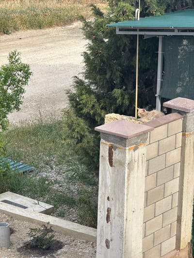 In Sudak, Ukraine, a ginger cat rests on top of a light-colored brick fence. The fence is capped with reddish-brown concrete. Behind the fence, a green, corrugated metal roof covers a structure. To the left, a gravel path winds through sparse green vegetation and dry grass. Trees with dense green foliage are visible in the background. The scene appears to be outdoors, with a bright, sunny atmosphere.