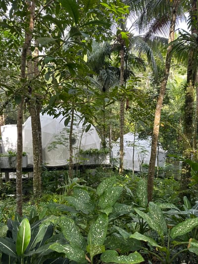 The image captures a scene in Licin, Indonesia, where several white geodesic dome structures are nestled within a dense, tropical forest. Trees with slender trunks are interspersed among the domes, and lush vegetation, including large-leafed plants with white speckles, fills the foreground and surrounding areas. The domes appear to be elevated slightly off the ground on a dark platform or foundation. The forest canopy creates a partially obscured view of the sky, with glimpses of sunlight filtering through the leaves.
