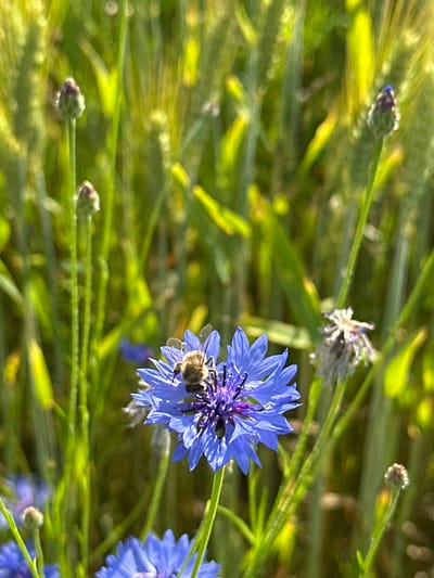 In a sunlit field of green stalks, possibly a wheat field, a close-up reveals a vibrant blue cornflower in sharp focus. A fuzzy brown bee, with visible wings, is busily collecting nectar from the center of this bright blue bloom. Other unfocused blue cornflowers and green stalks fill the background, with some delicate white flowers also appearing out of focus. The scene evokes a serene natural setting, likely in the rural landscape of Парыцкі сельскі Савет, Belarus.