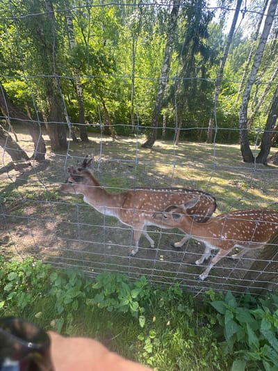 Two fallow deer, identified by their speckled coats, are visible within a fenced enclosure. The larger deer, on the left, has developed antlers, suggesting it is a male. The deer are standing on a grassy area with a dirt path, surrounded by trees. The enclosure appears to be in a rural or park-like setting, possibly a zoo or wildlife sanctuary, located in the vicinity of Dal'nie Prudishchi, Russia. The image is taken during daylight, with sunlight filtering through the leaves of the trees.