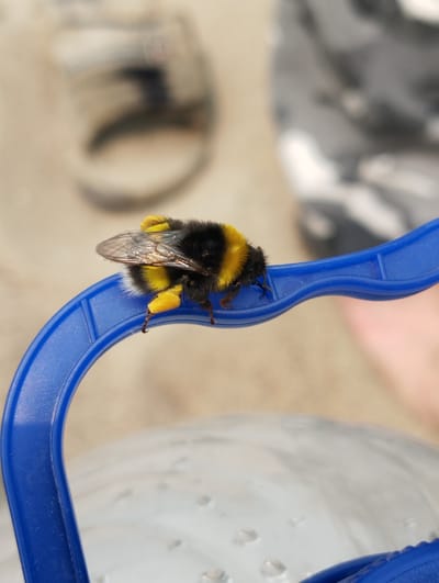 A bumblebee with black and yellow stripes and pollen sacs on its hind legs is resting on a blue plastic handle. The bee is positioned on the right side of the image, facing left. The background is out of focus and appears to be a light-colored, sandy surface with blurred shapes of what could be shoes or other objects. The image is cropped closely around the bee and the handle, with a portion of a person's arm visible in the lower right corner. There is no specific information in the image to indicate its location in the city of Bibikha, Russia.