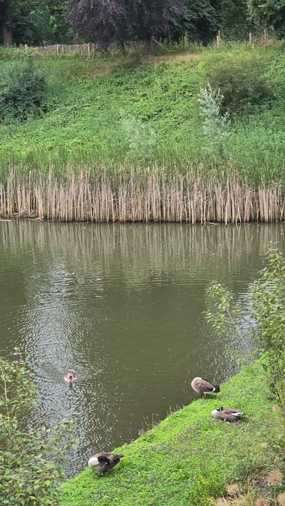 A body of water, likely a canal, reflects the sky and a dense line of tall, dry reeds at its edge. On the right bank, which is covered in vibrant green grass interspersed with small purple flowers, three Canada geese are present. One goose stands facing away from the viewer, preening its feathers. Another goose lies down on its side, also preening. A third goose is partially visible on the left side of the bank, also appearing to be preening. In the water, a single duck swims away from the shore. The background shows a steep, vegetated slope with a wooden fence running along its crest. Trees, including one with dark foliage, are visible at the top of the slope. The scene suggests a natural setting within or adjacent to an urban environment, possibly in 's-Heerenberg, Netherlands, given the context.