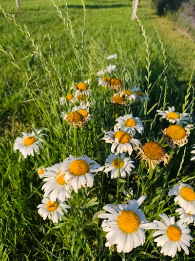 A close-up, vertical shot shows a patch of daisies in varying stages of bloom, interspersed with tall green grass. Some daisies are in full bloom with white petals and bright yellow centers, while others appear withered, with browning petals and heads. The background is a soft blur of green grass, suggesting an outdoor setting like a meadow or park. The lighting indicates it is daytime, with sunlight casting a warm glow on the scene. The image does not contain any discernible elements that would place it specifically in Nechaiane, Ukraine, nor does it depict any people or specific actions.