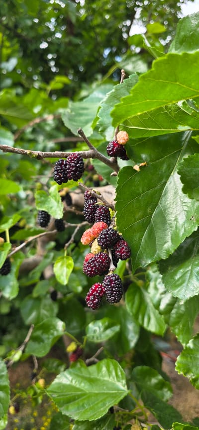 The image shows a close-up of ripe mulberries on a branch, surrounded by lush green leaves. The mulberries are a deep, dark purple, with some lighter red and pink ones also visible, indicating different stages of ripeness. They are clustered together on thin, brown stems, with individual berries having a segmented texture. The leaves are broad and textured, with visible veins, and they form a dense canopy around the fruit. The background is blurred, with soft green foliage and hints of sunlight filtering through, suggesting an outdoor setting in natural light, likely during the daytime. There is no visible text or any indication of human presence. The overall impression is one of natural abundance and the bounty of a fruit-bearing tree. The location context of Gori, Georgia, suggests this scene could be from a garden or orchard in that region. The image's focus on the fruit and foliage creates a sense of natural beauty and the simple pleasure of fresh produce.
