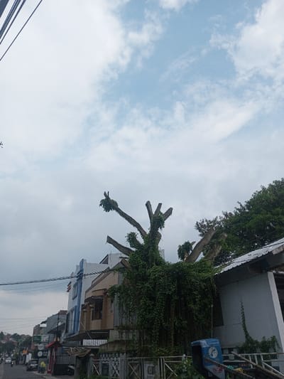 A large tree, heavily overgrown with green vines, stands in front of buildings along a street. The tree's branches are thick and appear to be cut off, with only small clusters of leaves remaining at the ends. The buildings vary in design and color. Above, the sky is filled with a mix of clouds, ranging from pale blue to gray. The scene captures a somewhat overgrown urban environment, with the tree as a prominent feature.