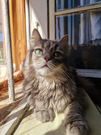 A medium-haired grey cat with green eyes is sitting on a windowsill. The cat is looking upwards, with its head tilted slightly to the left. The windowsill is made of wood and appears to be old and weathered. There is an orange curtain behind the cat, and the sun is shining through the window, casting shadows on the cat and the windowsill. The window is partially obscured by the curtain and bars. The scene appears to be in an urban setting, possibly in Raduvene, Bulgaria. The cat is the sole subject of the image.