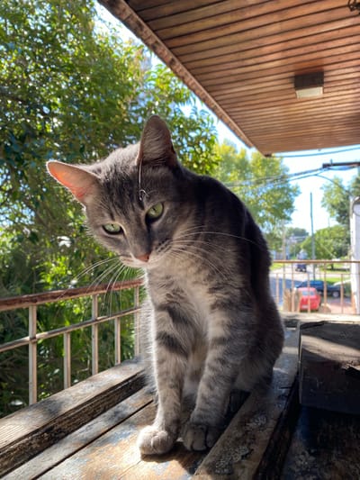 A gray tabby cat with prominent green eyes is the central subject of this image, captured lying on its side on a weathered wooden surface. The cat's head is tilted, and it looks directly at the viewer, displaying its distinct striped fur pattern and long whiskers.
In the upper left portion of the frame, a wooden wall composed of vertical planks is visible, featuring a rectangular light fixture mounted upon it, suggesting an architectural element like a porch ceiling or an outdoor shelter. The background transitions to a vibrant outdoor scene dominated by lush green foliage from trees and bushes, indicating a bright, sunny daytime setting. Through the leaves, a metal fence or railing can be seen, and beyond it, glimpses of a street with a red vehicle and other structures are discernible, pointing to an urban or suburban environment.
The photograph is taken from a low angle, looking upwards towards the cat and its surroundings. The natural sunlight illuminates the scene, casting subtle shadows and highlighting the textures of the wood and the cat's fur. There is no visible text in the image. The scene conveys a sense of quiet observation from the cat. The location context for this media file is Llavallol, Argentina.