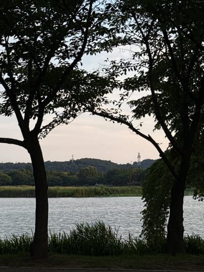 A serene, slightly hazy view of a body of water is captured, framed by the silhouetted branches and leaves of two large trees in the foreground. The water's surface is rippled, suggesting a gentle breeze. Tall grasses grow along the water's edge, creating a textured border. Beyond the water, a lush green treeline stretches across rolling hills. In the distance, atop one of the hills, a tall, white transmission tower with supporting structures is visible, its peak piercing the pale sky. The overall atmosphere is peaceful and natural, with hints of urban infrastructure present in the background. This scene is likely captured in a park or natural area within the city of Ansan, South Korea, given the presence of the transmission tower and the characteristic landscape.