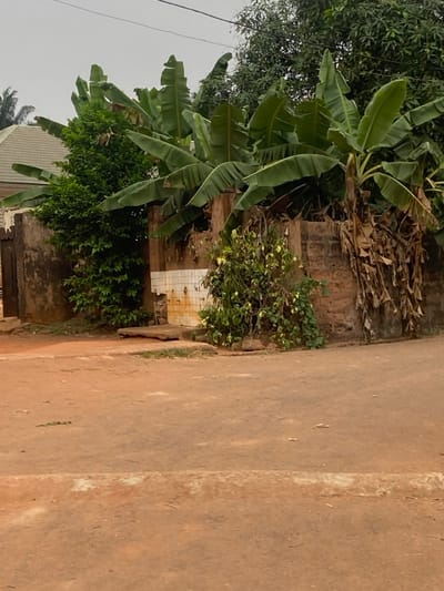 A view of a road beside a building, featuring diverse vegetation. Lush banana trees and a variety of other green plants grow near the wall, adding a touch of nature. The road is made of an earthy tone of brown or reddish-brown, suggesting a material composition. The photograph captures a serene moment amidst the natural and constructed elements.