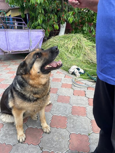 A German Shepherd dog sits on a patterned paver patio in an outdoor setting. The dog, primarily tan and black, is looking upwards with its mouth open and tongue visible. Behind the dog, a pile of cut grass is visible, along with a purple trailer or cart filled with unseen items. A cherry tree with red fruit hangs overhead. To the right of the dog, a person wearing a blue shirt and black pants stands, partially visible and out of focus. A coiled hose and a crumpled cloth lie on the grass near the dog. The scene appears to be in a rural or suburban area, possibly a backyard in Seredivka, Ukraine, given the presence of the trailer and vegetation.