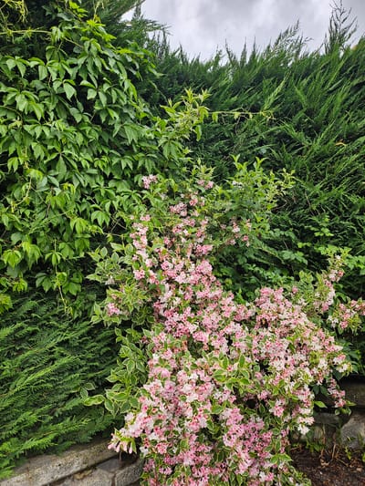 An outdoor, eye-level, full shot shows a dense hedge with a cluster of pink and white flowers in the foreground. To the left of the flowering bush, a thick wall of ivy-like leaves covers a large portion of the hedge. The hedge itself is composed of tall, dark green coniferous trees. The foliage is lush and vibrant. The sky above is overcast with a muted grey tone. A rough-hewn stone wall forms the base of the hedge. There are no people or animals visible in the image. The scene appears to be a garden or park area in a naturalistic setting.