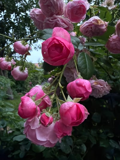 A close-up, low-angle shot captures a cluster of pink roses in bloom. The roses are various shades of pink, from deep fuchsia to a lighter, almost pale pink. Some of the roses are fully bloomed, revealing their delicate petals, while others are still in bud form. The flowers are attached to thorny stems and surrounded by green leaves, some of which have water droplets on them. The background is a blur of greenery, suggesting an outdoor garden setting. The lighting suggests it is either early morning or late evening. The image is taken in the city of Дорожный, Russia.