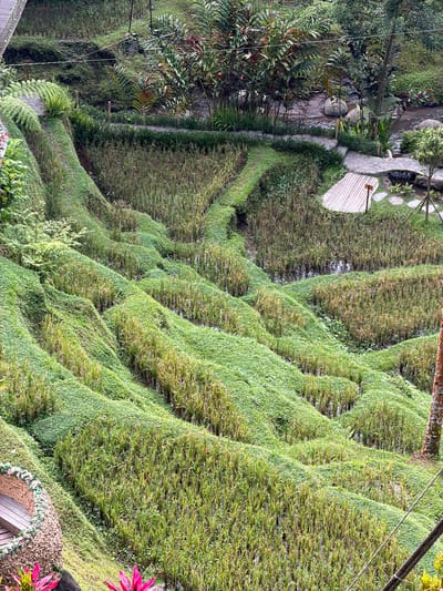 The image depicts the Subak Tegal Suci rice terraces in Tegal Suci, Indonesia. The terraces are lush green and step downwards. A water canal runs alongside the terraces on the left. A small wooden platform extends over one of the terraces. Vegetation borders the water canal. A variety of plants and trees surround the rice terraces.