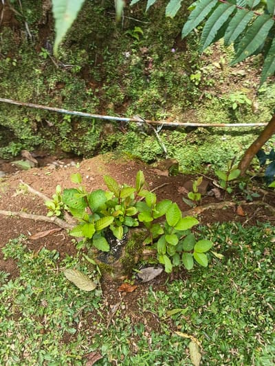 A moss-covered tree stump is the focal point, with new growth sprouting from it. The ground around the stump is a mix of soil and grass. A few fallen leaves are scattered nearby. Behind the stump, a mossy bank ascends with a thin white rope stretching across it. Parts of a tree with feathery leaves hang over the scene from above.