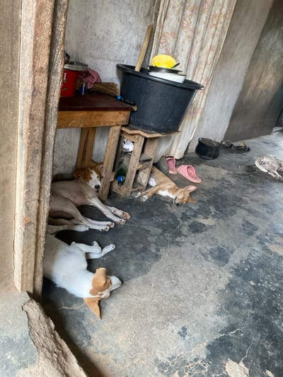 The image captures an indoor area within Idiroko, Nigeria, showcasing three domestic dogs resting on a concrete floor amidst various household items. In the bottom left, a white and brown dog lies on its side, partially visible. A larger tan and white dog rests centrally, also on its side, appearing to be asleep. A smaller tan dog lies sleeping on its side towards the mid-right. The floor is cracked and stained concrete. Against the left wall, a wooden table holds a red cylindrical container with a silver lid and a folded red cloth; a blue glass bottle is visible beneath the table. Adjacent to this, a rustic wooden stand supports a black plastic tub containing various dishes, including a yellow bowl, and a wooden broom. Two green glass bottles are visible under the stand. On the floor in the mid-ground are a pair of pink open-toed sandals, a black cooking pot, and another pair of dark sandals. The walls are rough and unpainted, with a patterned curtain partially visible in the upper right. A dried animal hide or carcass is present on the floor in the far right background.