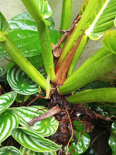 A close-up showcases a vibrant collection of green plants, including Watermelon Peperomia with distinct striped leaves. The central focus is the base of a plant with thick, segmented, light-green stems branching from a reddish-brown trunk-like structure. Thin, aerial roots sprout from the base, intertwining amongst dead leaves and debris. The overall scene suggests a thriving, albeit untidy, botanical display.