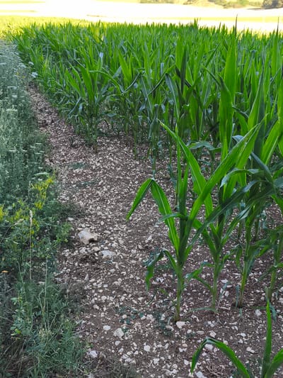 A low-angle, medium shot captures a row of young corn plants growing along a path. The corn stalks, with their vibrant green leaves, stand in orderly rows on the right side of the image. To the left, a strip of wild vegetation, including small yellow flowers and thin, wispy green plants, borders the path. The ground is covered with small, light-colored pebbles and dark soil. In the background, a field of yellow, likely ripening crops, stretches towards a hazy, sunlit horizon. The image appears to have been taken outdoors in a rural setting, possibly in Pfronstetten, Germany, given the presence of agricultural fields. No people are visible in the scene.