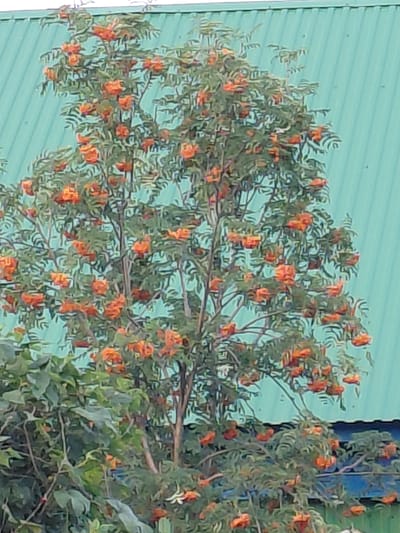 A medium shot captures a rowan tree laden with bright orange berries against a teal corrugated metal wall, possibly a building's exterior in Starotavlarovo, Russia. The tree's branches are densely packed with green leaves and clusters of berries. The corrugated metal wall dominates the background, showing a linear texture. A darker blue edge is visible at the bottom of the teal wall. The lighting appears to be natural daylight, casting no strong shadows. There are no people or animals visible in the frame.