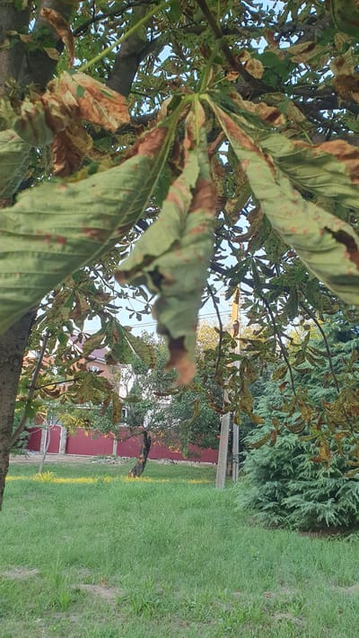 The image shows a close-up view of a horse chestnut tree's leaves, many of which exhibit brown discoloration and spots, indicating potential disease or damage. The leaves are large and palmately compound, with several leaflets radiating from a central point. The background reveals a grassy area with a red fence and buildings, suggesting a residential or park setting. A tall evergreen tree is visible on the right side of the frame. The scene appears to be outdoors in a temperate climate, likely during late summer or early autumn, given the condition of the leaves. The location is identified as Ust-Labinsk, Russia.