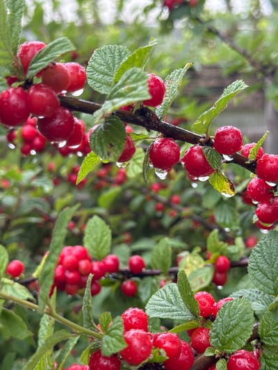 A close-up, vertical shot shows a branch of a bush covered in bright red berries. The berries are small and round, with some appearing slightly elongated. They are wet, with many visible water droplets clinging to their surfaces. The leaves of the bush are green, with a textured, almost serrated edge. Some of the leaves also have water droplets. The background is blurred, suggesting a shallow depth of field, and consists of more green foliage and hints of other red berries. The lighting is soft and diffused, indicating an overcast or rainy day. The image conveys a sense of freshness and nature. This scene is likely located in a garden or natural area within the city of Michurinskoye, Russia, given the context.