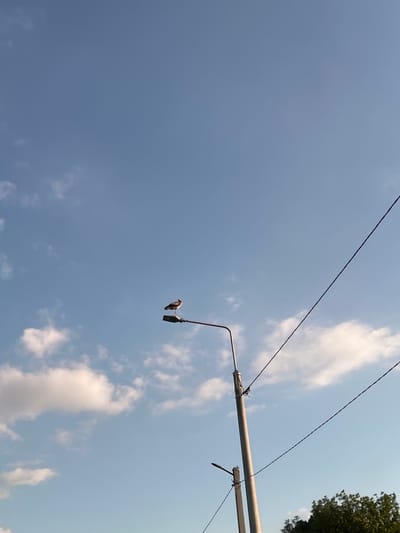 A medium shot captures a bird perched on a lamppost against a bright blue sky with scattered white clouds. The lamppost is tall and metallic, with a bird standing on its light fixture. Two dark wires extend diagonally across the frame, one above and one to the right of the lamppost. In the lower right corner, the top of a dense green tree is visible. The scene appears to be located in Ihrovytsia, Ukraine.