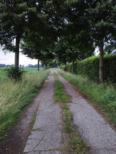 The image depicts a paved path flanked by tall trees on the left and a dense hedge on the right, leading into the distance. The path appears to be a rural or suburban road, possibly a walking or cycling path. Lush green grass and vegetation line both sides of the path. The sky is overcast, suggesting it might be dusk or a cloudy day. The overall impression is one of a tranquil, natural setting. The location is identified as the city of Schiffdorf, Germany, specifically in a rural area or on the outskirts of the city, characterized by agricultural fields and mature trees. There are no people or animals visible in the frame. The path is made of asphalt or concrete and shows signs of wear and tear, with patches of grass growing through the cracks. The trees are deciduous, with full foliage.