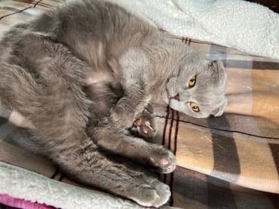 An indoor, close-up shot from Dubovka, Russia, features a grey cat, likely a Scottish Fold given its distinctive folded ears, lying comfortably on its back. The cat occupies the center of the frame, positioned on a soft, checkered blanket featuring shades of brown, beige, and grey, with a section of fluffy white, sherpa-like material visible in the foreground and background.

The cat's bright yellow eyes are wide open and look directly towards the viewer, conveying a sense of curiosity and calm. Its front and back paws are curled, revealing pink toe beans and partially extended claws, suggesting a relaxed or playful posture. The cat's soft, grey fur covers its body, with its belly exposed. The overall scene is cozy and warm, indicative of a comfortable domestic environment. There is no visible text in the image.