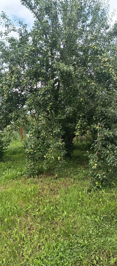 A mature, dense fruit tree, possibly an apple or pear tree, is the central subject of this image, which appears to have been taken in the city of Yousovo, Russia. The tree is laden with numerous small, light green fruits, indicative of an early stage of ripeness. Its branches, thick with dark green leaves, spread widely, creating a canopy that partially obscures the sky. The tree is situated in a grassy area, with lush green grass covering the ground in the foreground and extending towards the base of the tree. In the background, the foliage of other trees and shrubs is visible, suggesting a natural or semi-natural environment. The lighting suggests it is daytime, possibly with some cloud cover given the sky in the upper portion of the image. No people or animals are visible in the scene.