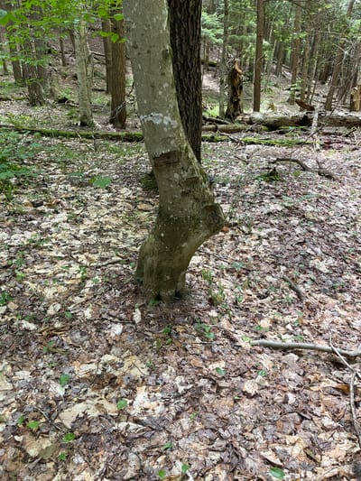 A close-up, ground-level view captures a forest floor carpeted with fallen leaves and small green plants in the Town of Greig, United States of America. Dominating the foreground is the base of a light-barked tree, bent at an unusual angle, with a darker tree trunk situated closely behind it. The surrounding environment is a dense woodland with a visible slope in the background, suggesting a hilly terrain. Scattered fallen branches and decaying wood add to the natural forest setting. The lighting indicates it is daytime, with diffused light filtering through the tree canopy.