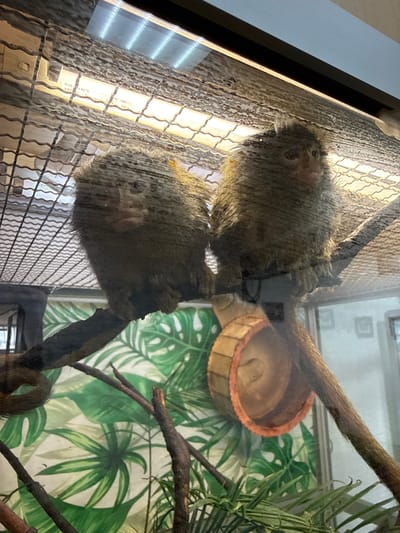 The image shows two small, furry animals, possibly marmosets or similar primates, in an enclosure. One animal is positioned above the other, and they appear to be resting on branches. The enclosure has a mesh wall with a light fixture visible behind it. In the background, there is a patterned wallpaper depicting large green leaves, suggesting a tropical or jungle-like environment. A small, round wooden bowl is also visible, containing a light-colored substance. The lighting appears to be artificial, possibly from the light fixture itself or overhead lighting. The image seems to be taken indoors, likely in a zoo or sanctuary, given the enclosure and background. No specific time of day or weather conditions are discernible. The overall mood is calm, with the animals appearing relaxed. There is some text visible on the light fixture, which appears to be an IP rating (IP20) and a temperature rating (40°C), but it is not fully legible.