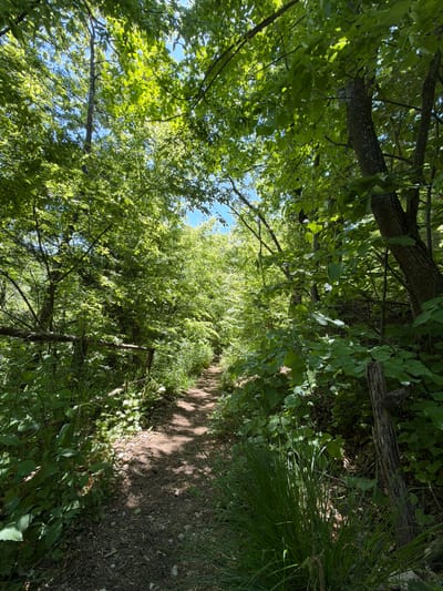 The image depicts a narrow dirt path leading through a dense forest or wooded area. The path is visible amidst lush green foliage, with trees and bushes forming a canopy overhead. Sunlight filters through the leaves, creating dappled patterns of light and shadow on the path and surrounding vegetation. The scene appears to be in a natural, outdoor setting. The location in Veselinovo, Bulgaria is not evident from the image.