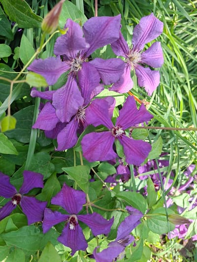 A close-up, slightly overhead shot captures a cluster of vibrant purple clematis flowers blooming amongst lush green foliage and tall grass. The clematis flowers, with their characteristic star-like shape and delicate petals, are the primary subjects, showcasing varying degrees of openness. One flower in the upper left portion of the frame is mostly closed, appearing as a bud. The surrounding green leaves are broad and textured, providing a rich backdrop. Wisps of tall, thin green grass are interspersed throughout the scene, adding a sense of depth and a natural outdoor environment. The lighting suggests a bright, sunny day, highlighting the vivid colors of the flowers and foliage. No people or animals are visible in the image. The scene is set in an outdoor garden or natural area, consistent with a location in the city of Pallasovskaya Kompressornaya Stantsiya, Russia, where such flora might be found.