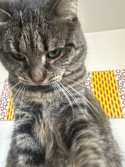 A close-up photograph features a tabby cat with green eyes, a pink nose, and prominent white whiskers. The cat's fur is striped in shades of gray and brown. The cat is positioned near a wall, and a patterned piece of material or decoration with yellow and brown colors is visible in the background. The location in Châtenay-Malabry, France, is not discernible from the image.