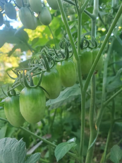 A close-up, eye-level, outdoor, slightly low-angle, full shot focuses on a cluster of unripe, green, Roma tomatoes growing on a vine. The tomatoes are elongated and oval-shaped, with prominent sepals at their tops. They are a pale green color with subtle darker green veining. The vine is thick and green, with several thinner tendrils and leaves visible. The background is a blur of green foliage and soft yellow light, suggesting a sunny day in a garden or greenhouse. The scene is devoid of human presence and activity. The image was captured in Chornomors'ke, Ukraine.