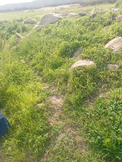 The image depicts an outdoor scene in Karsana 2, Nigeria, characterized by a grassy, uncultivated landscape interspersed with large rocks. The ground is covered in lush green grass and some low-lying plants. Several light-colored boulders are scattered throughout the area, some partially obscured by vegetation. In the lower left corner of the frame, a portion of what appears to be blue and red patterned fabric is visible, suggesting the presence of a person or object. The overall impression is of a natural, somewhat wild environment. The lighting suggests it might be daytime, likely morning or late afternoon, given the direction and quality of the shadows cast by the grass and rocks. There are no visible signs of construction or significant human intervention beyond the hint of fabric. The scene appears calm and undisturbed, with no indication of a specific event or activity. The sky is faintly visible in the upper portion of the image, appearing bright and possibly overcast, which could imply a humid or slightly hazy atmosphere typical of the region.