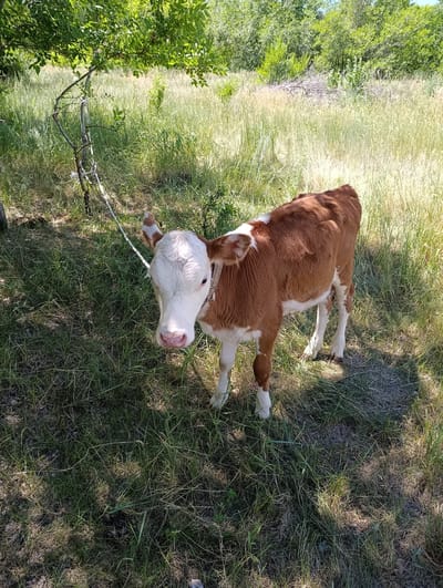 A young brown and white calf stands in a grassy field on a sunny day. The calf is tethered to a thin tree with a white rope around its neck. The field is covered in tall, dry grass and scattered green vegetation. In the background, a dense line of green trees forms a natural border. The sky is a clear blue. The scene appears to be in a rural or semi-rural area, possibly on the outskirts of the city of Қызылжар, Kazakhstan.