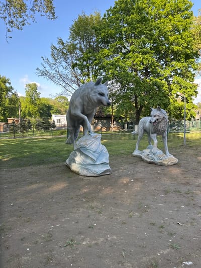 This image captures an outdoor scene, likely a park or public green space in Craiova, Romania, featuring two statues of wolves. The perspective, due to the image's orientation, makes the ground appear heavily sloped, though the statues are designed to be upright.

In the foreground, a large, light grey wolf statue is depicted in a dramatic, rearing pose. It stands on its hind legs, with its front paws resting on a textured, rock-like base. Its head is lifted, and its gaze is directed towards the upper left of the frame. Further into the background, to the right, a second wolf statue is visible. This statue, also light grey, is shown standing on all fours on a similar base, with its head turned to the right and its mouth open in what appears to be a snarl or growl.

The background is dominated by vibrant green trees with full foliage, set against a bright blue sky with a few scattered white clouds. Sections of metal fencing, both green and black, are visible behind the statues, suggesting boundaries within the park. Distant buildings can be vaguely seen through the trees in the far background.

The ground is composed of light brown dirt or gravel, interspersed with patches of green grass. The strong sunlight casts shadows, indicating a clear, sunny day, likely in the late morning or afternoon. There is no visible text in the image.