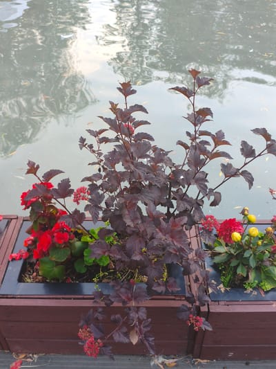The image shows a close-up view of planters filled with flowers and dark-leaved foliage, placed along the edge of a body of water. The water's surface reflects the surrounding environment, creating a mottled, abstract pattern.

In the planters, there are vibrant red flowers, likely begonias, interspersed with dark reddish-purple leaves of a shrub. To the right, yellow flowers, possibly dahlias or marigolds, are visible, some in bud form and some open. Green foliage and some smaller plants fill the spaces between the larger blooms. The planters themselves are constructed from dark brown wood.

The setting appears to be an outdoor urban environment, possibly a park or promenade, given the man-made planters and the presence of water that might be a pond, canal, or ornamental feature. There are no people visible in the image. The scene is well-lit, suggesting daylight. The exact location in Verkhnii Lars, Russia, is not visually identifiable from the image itself.