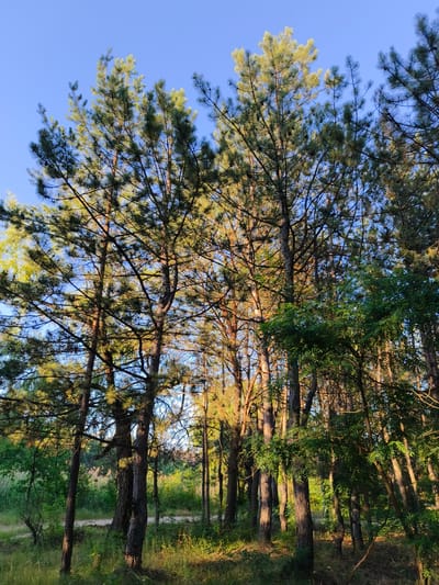 The image depicts a sun-dappled forest scene. Tall pine trees with needle-like foliage dominate the frame, their trunks textured and weathered. Sunlight filters through the canopy, casting warm, golden light on the branches and illuminating the undergrowth. The ground is covered with a mix of dry grass, fallen needles, and scattered twigs, with a dirt path winding through the trees in the background.

The sky above is a clear, bright blue, suggesting a pleasant, sunny day. The light suggests it is either early morning or late afternoon, a time when the sun is lower in the sky, creating long shadows and a warm glow. The dense greenery and pine needles indicate a natural, wooded environment.

There are no people or animals visible in the image. The overall mood is tranquil and serene, evoking a sense of peace and natural beauty. The location is identified as Shyroke, Ukraine. There is no visible text in the image.