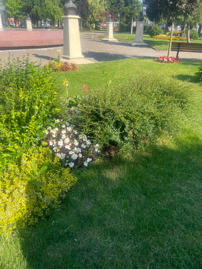 The image captures a sunlit park area in Iași, Romania. In the foreground, a vibrant cluster of white and reddish flowers is nestled amidst lush green foliage. To the left, a bush with bright yellow-green leaves is prominent. Behind these plants, a paved walkway runs horizontally, leading the eye towards a series of monumental pillars topped with dark busts, likely honoring historical figures. The pillars stand on manicured lawns, interspersed with trees. A wooden park bench is visible on the right side of the walkway. In the background, several cars are parked along a street, and more trees line the horizon, suggesting the park is situated in an urban environment. The overall impression is one of a well-maintained public space on a clear day.