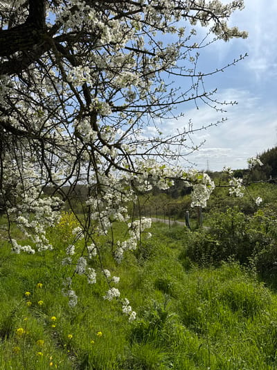 The image shows a scene of blooming trees in a green landscape. The location is Morlupo, Italy, based on geographic information. The foreground features a tree with bare branches and clusters of white blossoms against a blue sky with streaks of white clouds. Lush green grass and vegetation cover the ground, interspersed with occasional yellow wildflowers. A path or road is visible in the mid-ground, partially obscured by foliage, and trees with white blossoms line the roadside. A forested area rises in the background. There are no people visible in the image.
