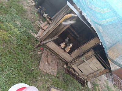 A flock of at least ten young chickens, likely chicks, are gathered around and inside a rustic, wooden chicken coop. Some of the chickens are black and white, while others are yellow and brown. The coop appears to be constructed from salvaged wood and is situated outdoors on a patch of green grass. To the left of the coop, a white and red bucket is visible. The scene suggests a rural setting, possibly a backyard or farmyard in Stănești, Romania. A blue mesh tarp covers part of the coop, providing shade. The chickens appear to be pecking at the ground or interacting with each other. The lighting indicates it is daytime, with no specific time of day or weather conditions clearly discernible. There is no visible text in the image.
