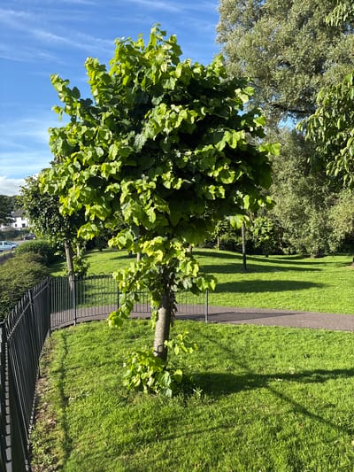 The image depicts a park scene in Cork, Ireland, on a sunny day. A small tree with vibrant green leaves stands prominently in the foreground, casting a shadow on the well-maintained grassy lawn. A black metal fence runs along the left side of the image, bordering the park. A paved pathway is visible curving through the grass behind the tree. In the background, several other trees with lush foliage create a natural backdrop, and hints of residential buildings can be seen in the distance. The sky above is a clear blue with a few wispy clouds.