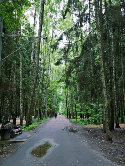 A paved path, wet from recent rain, winds through a dense forest. On the left, a wooden bench with a trash receptacle sits beside the path. Tall birch and evergreen trees line both sides of the path, creating a canopy overhead. In the distance, several individuals can be seen walking along the path. The scene is set in a park within the city of Trekhgorka, Russia, judging by the provided location.