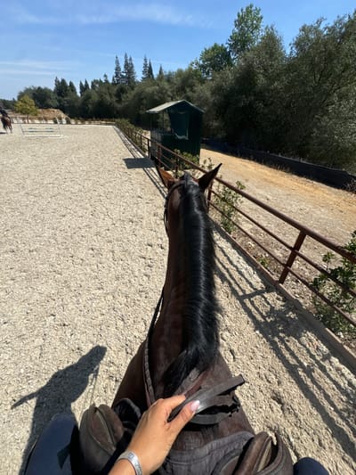 The image presents a first-person perspective from the back of a dark brown horse, situated within an outdoor equestrian riding arena in Rancho Murieta, United States. The rider's left hand, adorned with light-colored nail polish and a silver bracelet, grips brown leather reins over a brown saddle and dark saddle pad. A pronounced shadow of the horse and rider stretches onto the arena's surface, indicating direct sunlight from behind.
The riding arena itself is composed of light-colored, fine-grained aggregate. To the right, a brown metal pipe fence borders the arena, accompanied by low green shrubs. Beyond this fence, a dark green, open-sided structure with a light roof, resembling a judge's or observation booth, stands prominently.
In the distant left background, a portion of another horse and rider is visible, along with white equestrian jump standards. The background horizon is dominated by dense green foliage, including various trees under a clear blue sky. A dirt path runs parallel to the arena on the right side, beyond the fence line. The entire scene is bathed in bright daylight, casting sharp, elongated shadows.