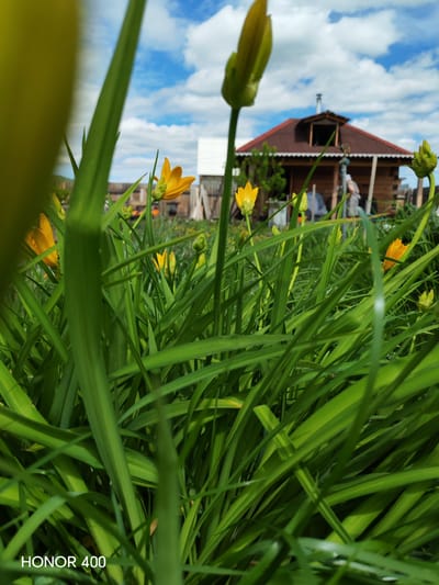 In a low-angle shot, tall green grass dominates the foreground, obscuring much of the background. Several yellow flowers are interspersed among the grass, some in bloom and some as buds. In the middle ground, a wooden house with a dark red roof stands under a bright blue sky with scattered white clouds. A person is visible near the house. The word "HONOR 400" is imprinted in the bottom left corner of the image, suggesting it is a watermark. The scene appears to be a rural setting in the village of Erkhirik, Russia.