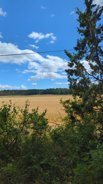 The image depicts a landscape scene from Larkollen, Norway, on a sunny day. In the foreground, dense green foliage with branches and leaves partially obscures the view. A thin, dark wire stretches horizontally across the upper portion of the image. Beyond the foliage, a vast field of golden wheat or similar crop dominates the mid-ground, stretching towards a dense line of dark green trees that form the horizon. The sky above is a vibrant blue, dotted with fluffy white clouds. The overall impression is one of a rural, agricultural setting under a clear, bright sky.